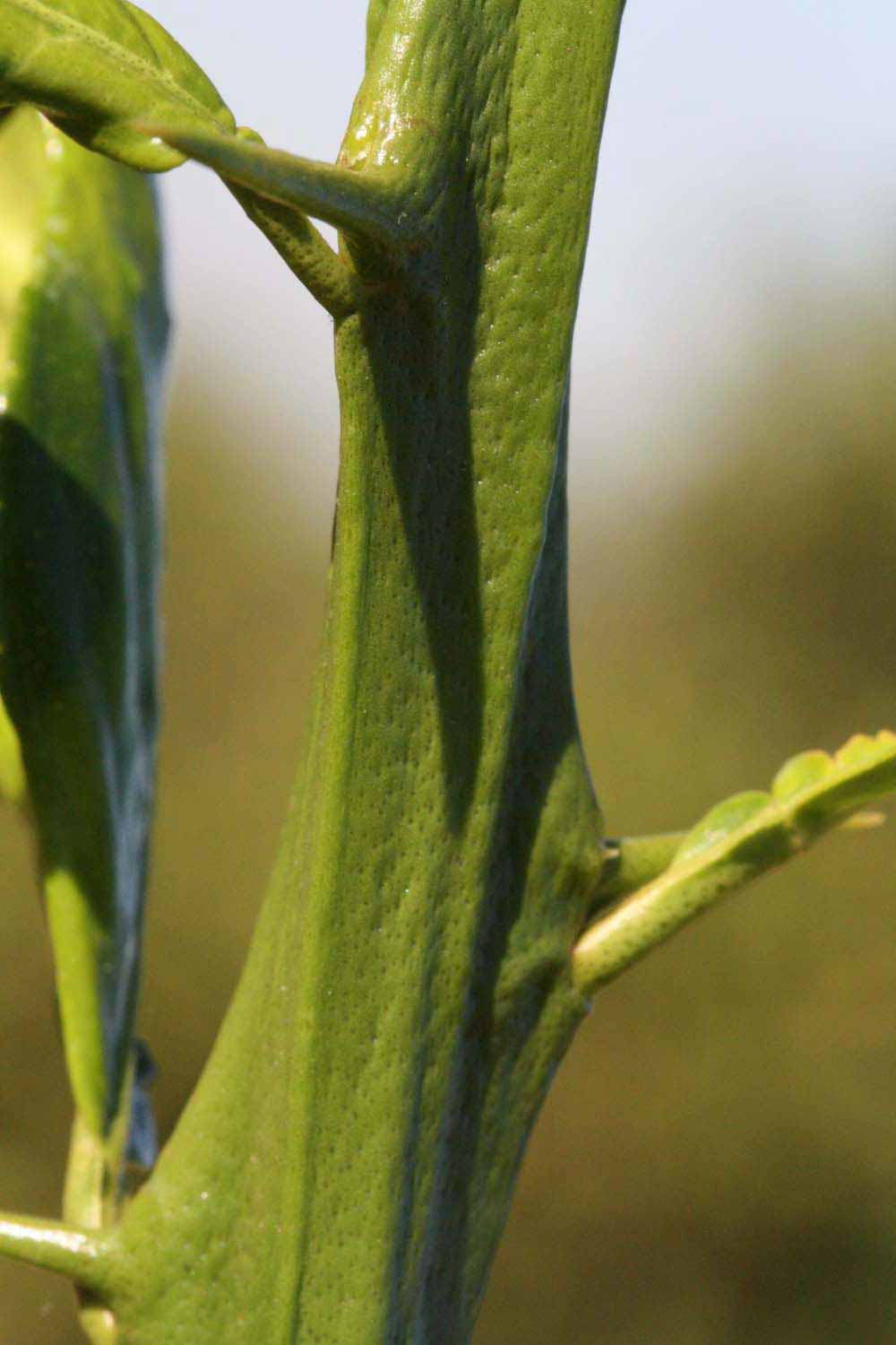            First year twig (Riverside, CA)   